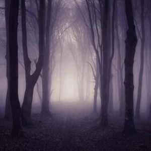 NWT Dark Forest Misty Woods Backdrop for Photography 7x5ft